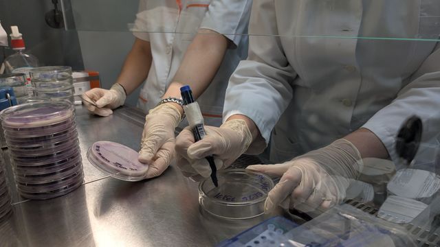 Labeling Petri dishes containing Salmonella and Staphylococcus cultures