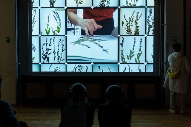Installation view of Laura Cinti's Our Salvia, Atelier030202, Bucharest, October 2025. Photo: Alina Ușurelu