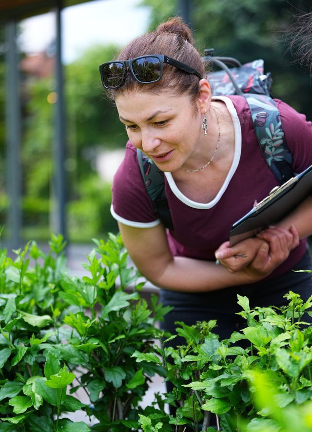 Biologist Roxana Nicoară closely inspecting plant foliage for noting down which species cohabitate in a bush. Photo Wesley Hennigh-Palermo