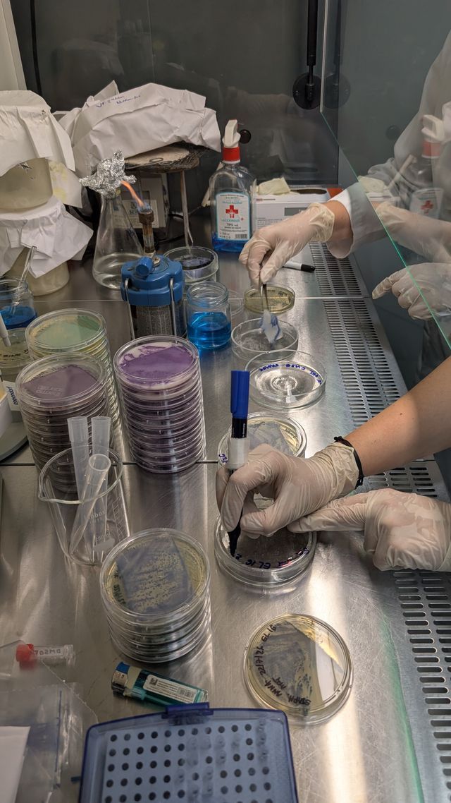 Labeling Petri dishes in preparation for new tests of edelweiss and smoketree cali extracts antibacterial capacity and extracton of silk sheets