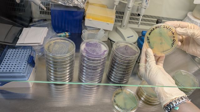 Stacks of chromogenic agar plates loaded with silk samples for testing Listeria, E. coli, Staphiloccocus Aureus and Salmonella strain responses