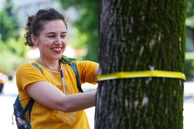 Biologist Adelina Scorobete measuring the trunk circumference of a mature street tree. Photo Wesley Hennigh-Palermo