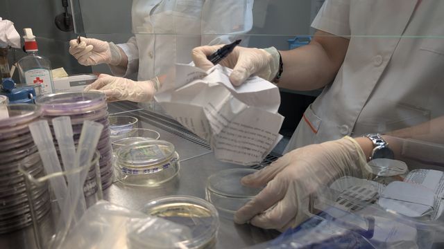Labeling process for testing bacterial strains inhibition or reaction to edelweiss and smoketree cali extracts