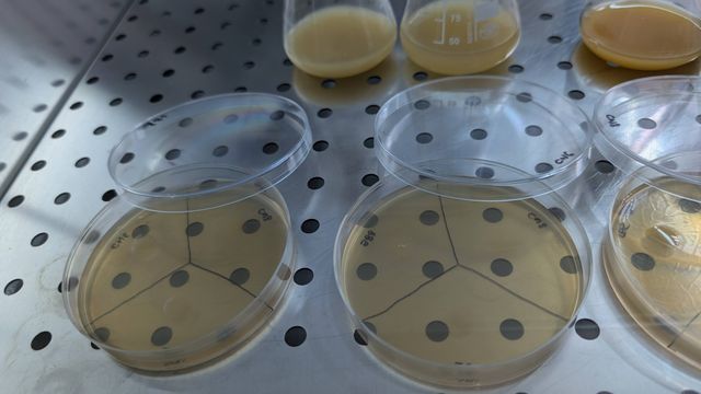 Agar plates ready for antagonism inoculation. Photo courtesy of the artist