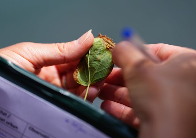 Checking the underside of a leaf to log urban insect species. Photo Wesley Hennigh-Palermo