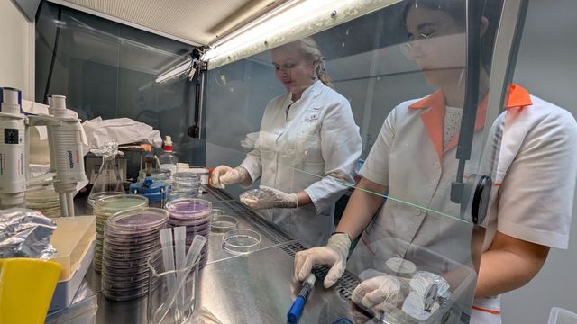 Overview of workspace during experiments with chromogenic agar plates and cali extracts