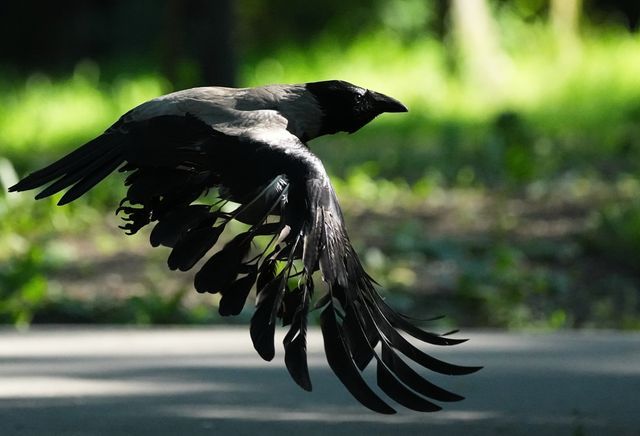 A hooded crow (Corvus cornix) captured in low-altitude flight through an urban green space. Photo Wesley Hennigh-Palermo