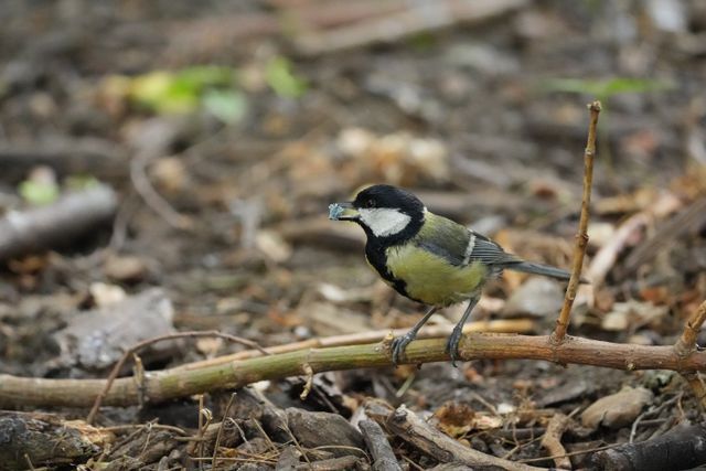 A great tit (Parus major) foraging in an urban green patch. Photo Wesley Hennigh-Palermo