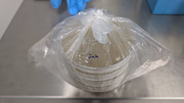 Inoculation is done, plates are labeled and moved to the incubator. Photo courtesy of the artist